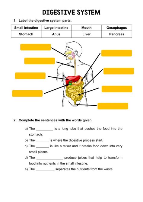 This interactive lets you drag the names of the organs to their corresponding parts. . Digestive system quiz grade 8